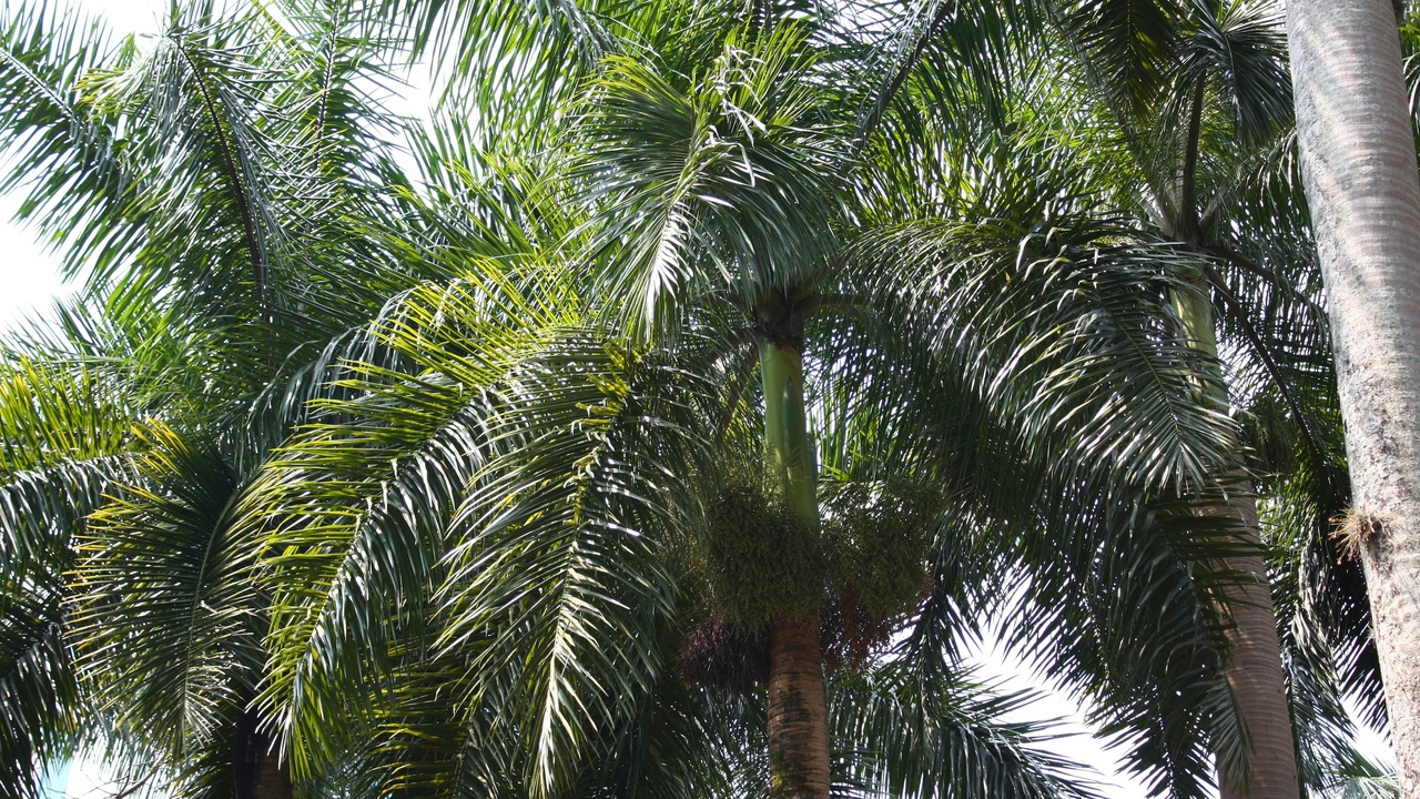 Areca palm, English ivy, and bamboo palm in a living space