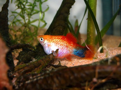 Platy