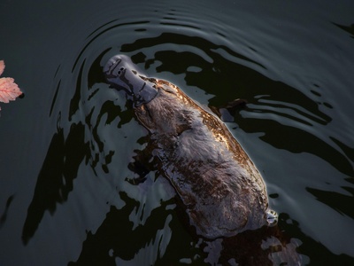 Platypus