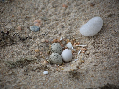 Plover Eggs