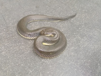Plumbeous Water Snake