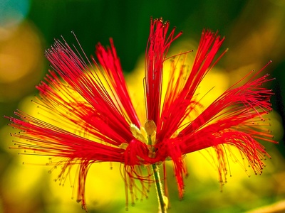 Plumerillo rojo