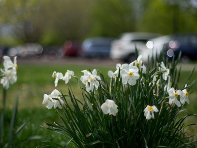 Poet's Narcissus