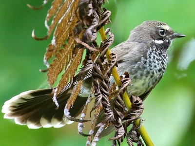 Pohnpei Fantail