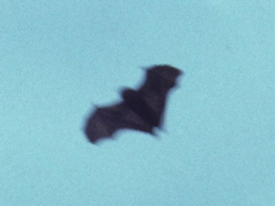 Pohnpei Flying Fox