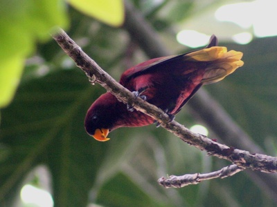 Pohnpei Lorikeet