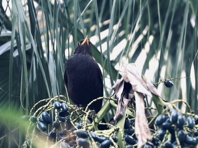 Pohnpei Starling