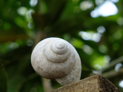 Pohnpei Tree Snail