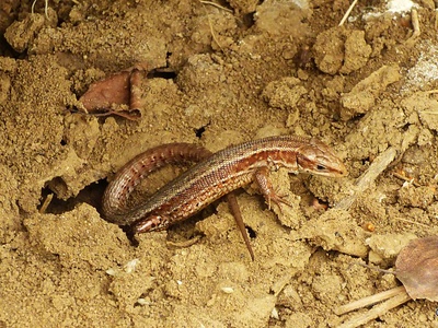 Pointed-headed Worm Lizard