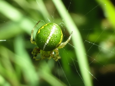 Pointed Green Orb-weaver