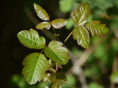 Poison ivy