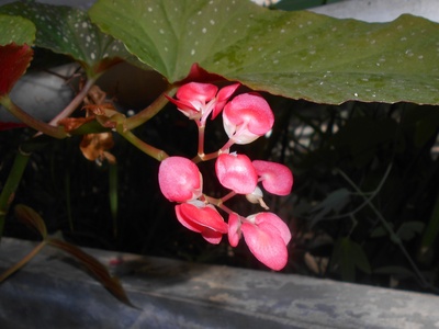 Polka Dot Begonia
