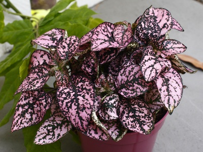 Polka Dot Plant