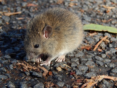 Polynesian rat