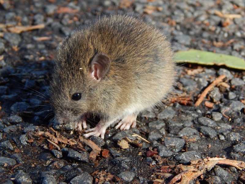 Mammals of Samoa: The Complete List - Flora Fauna Fun