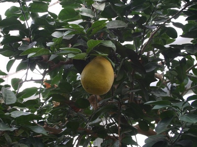 Pomelo