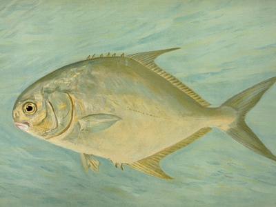 Pompano