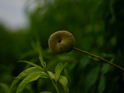 Pond apple