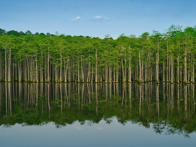 Pond cypress