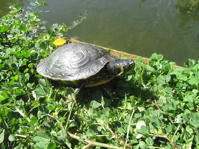 Pond Slider Turtle