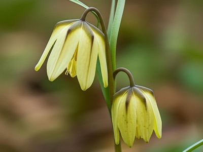 Pontic Fritillary