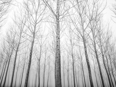 Poplar, black