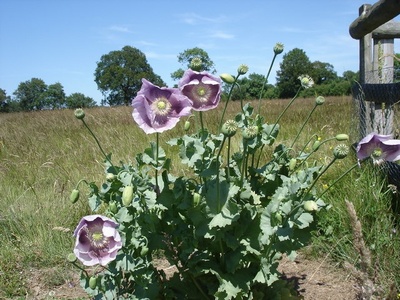 Poppy, Opium