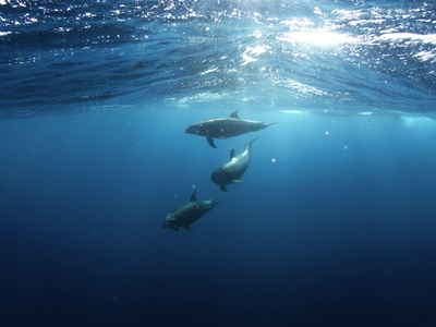 Porpoise