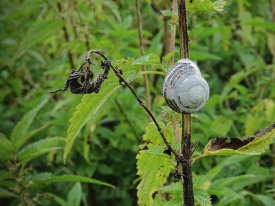 Porto Santo Snail