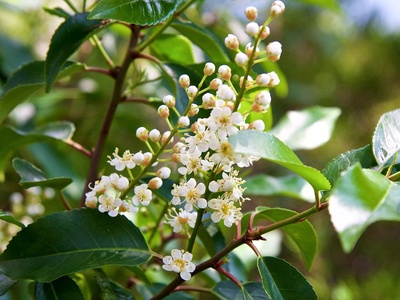 Portugal laurel