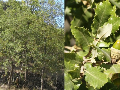 Portuguese Oak