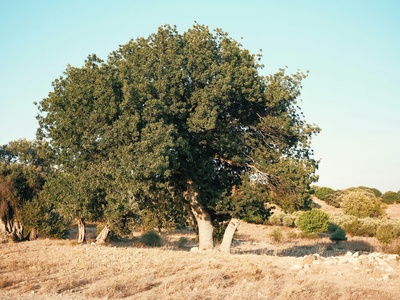 Portuguese oak