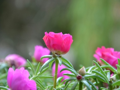 Portulaca