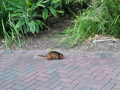 Possum