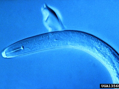 Potato Cyst Nematode
