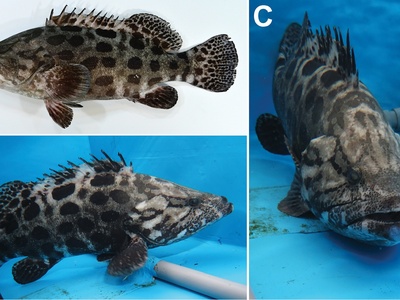 Potato Grouper