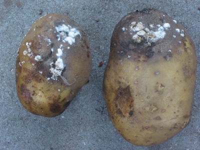 Potato Late Blight