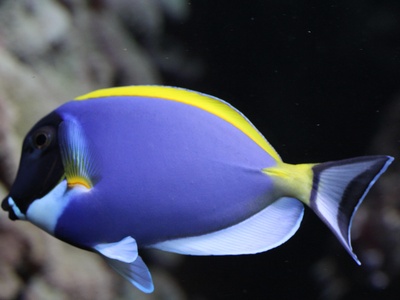 Powder-blue Surgeonfish