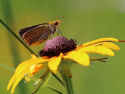 Poweshiek Skipperling