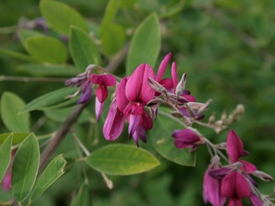 Prairie Bush-clover