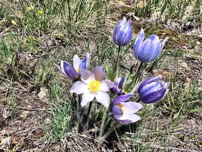 Prairie Crocus