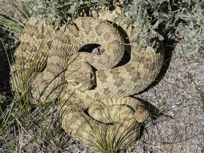Prairie Rattlesnake