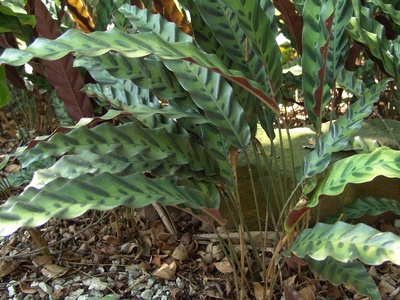 Prayer Plant