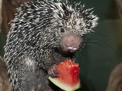 Prehensile-tailed porcupine