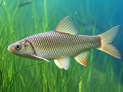 Prespa Barbel