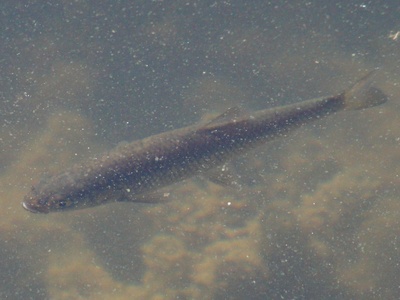 Prespa Chub