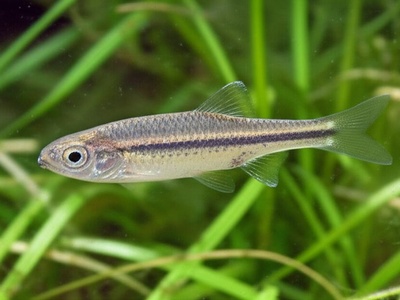 Prespa Minnow