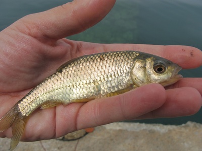Prespa Roach