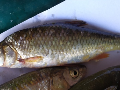 Prespa Roach