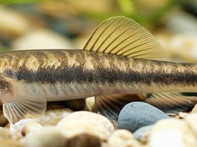 Prespa Spined Loach